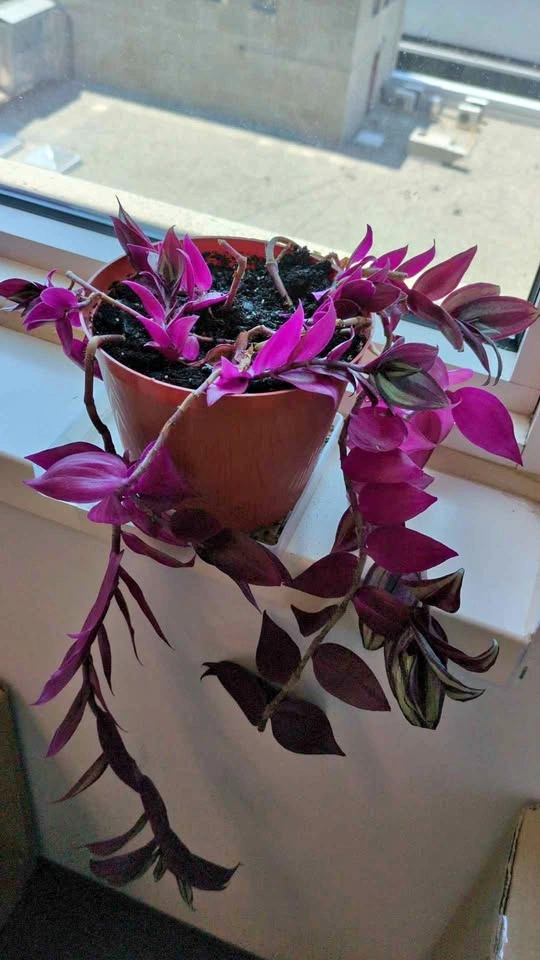 Tradescantia zebrina