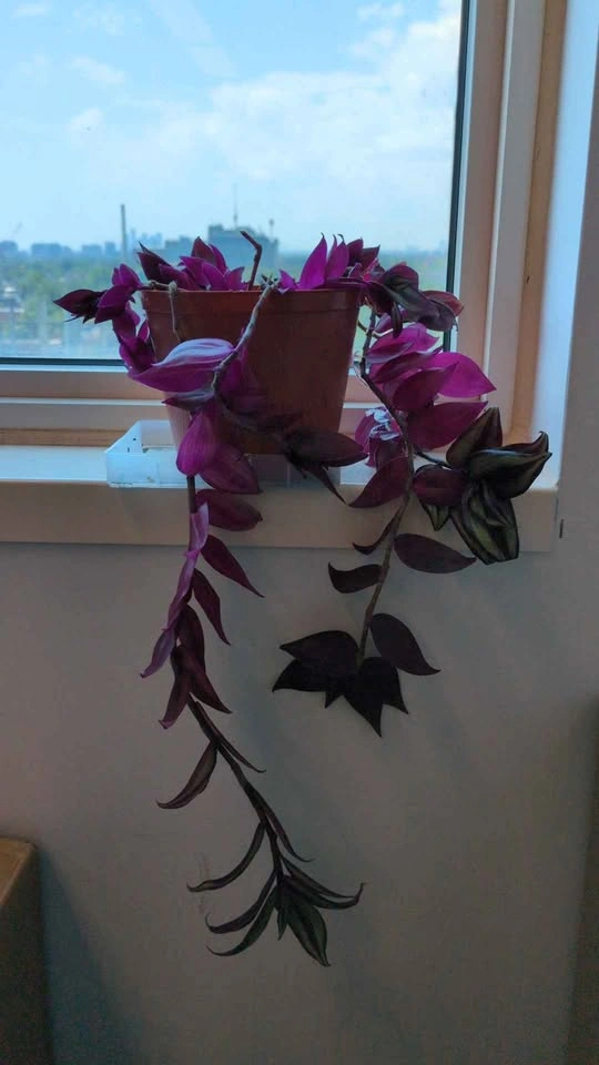 Tradescantia zebrina - photo 2