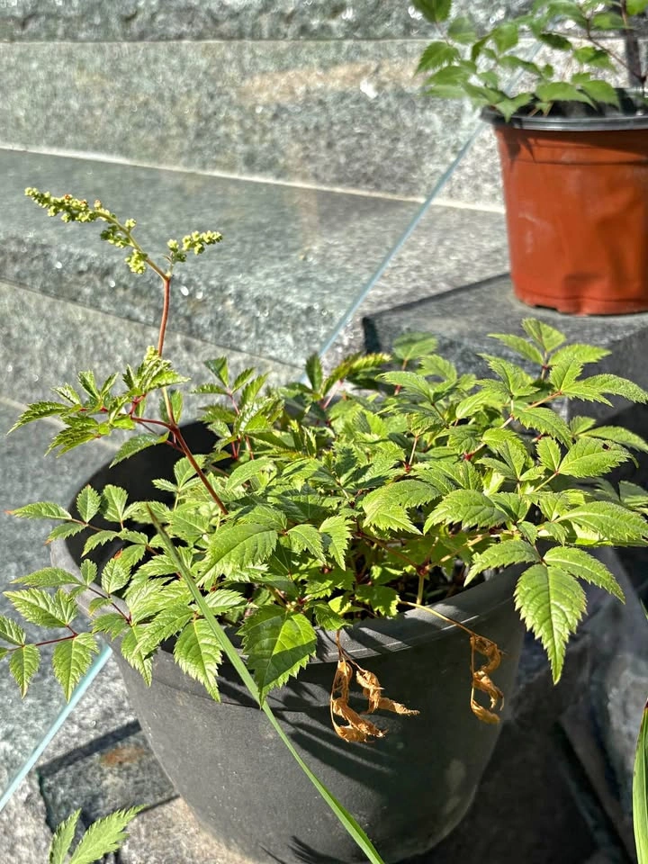 Astilbe plants for sale