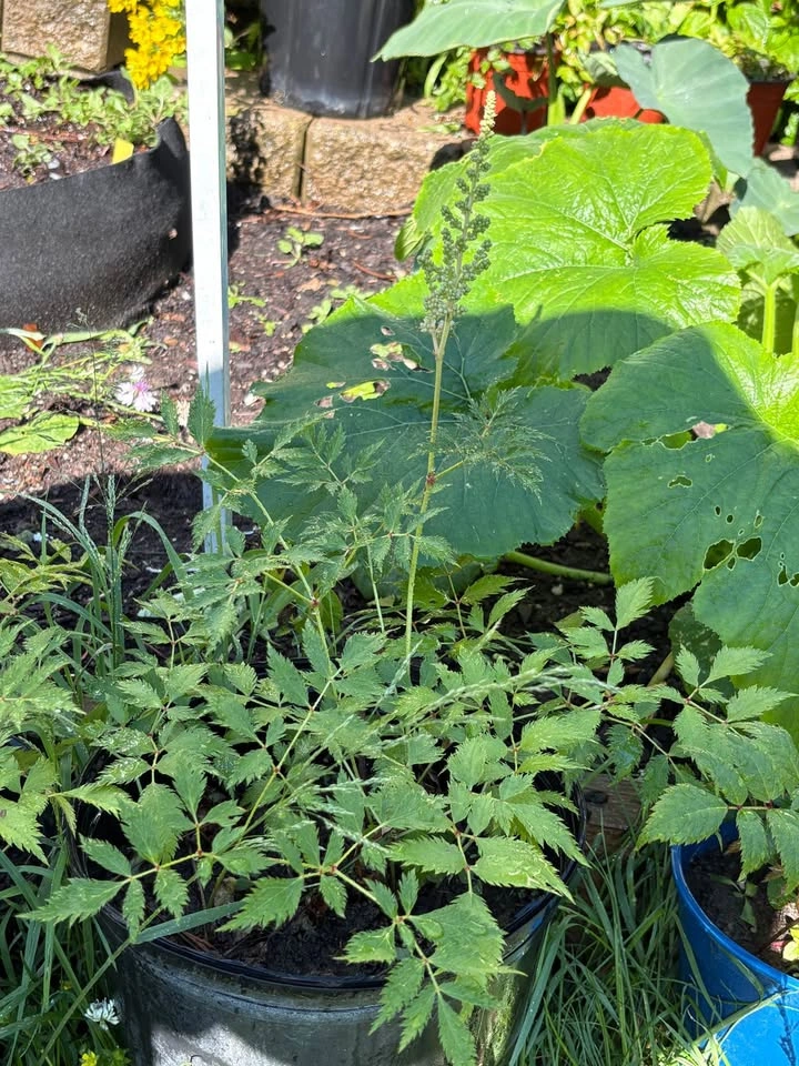 Astilbe plants for sale - photo 2