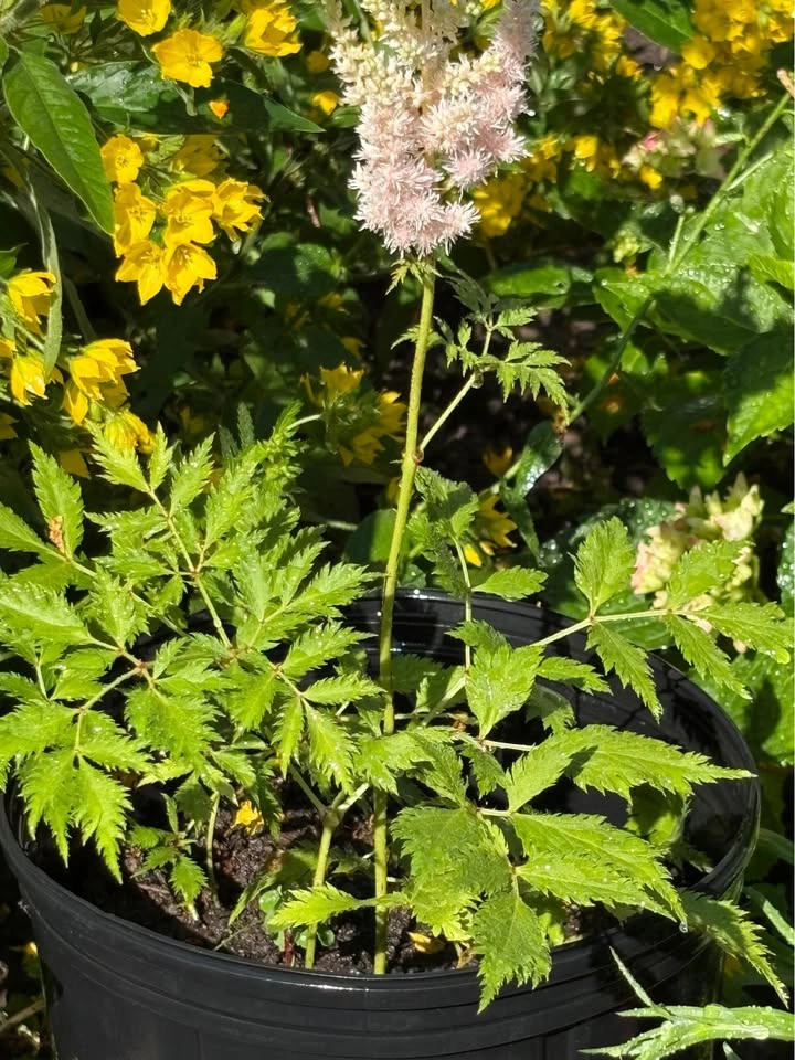 Astilbe plants for sale - photo 3