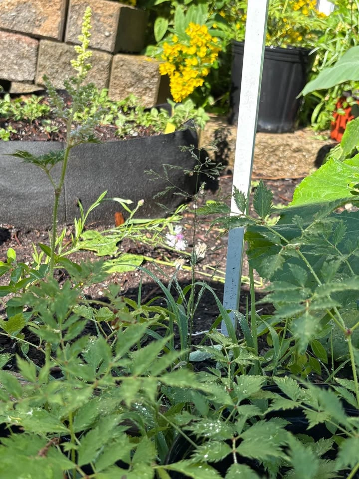 Astilbe plants for sale - photo 4