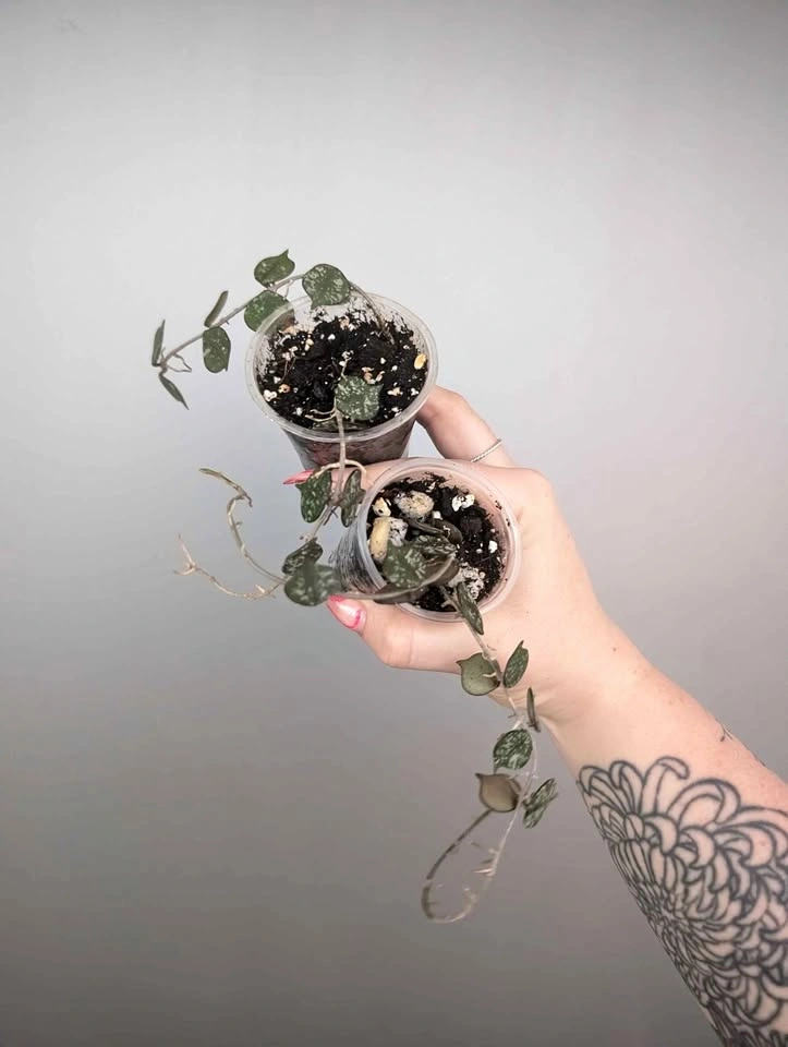 $5 plant purge
