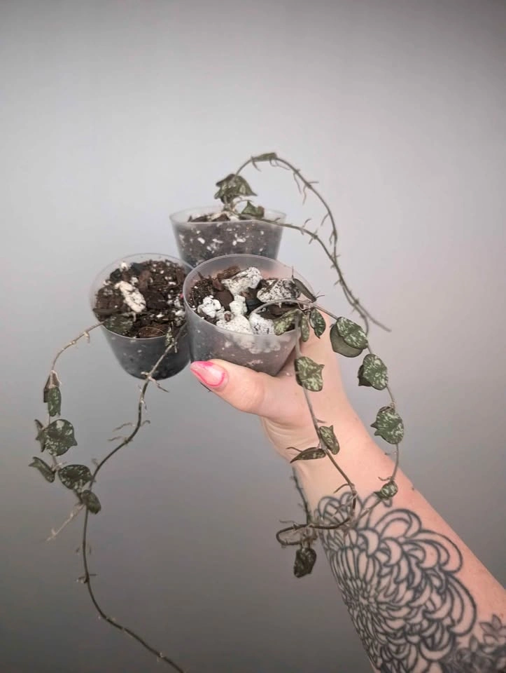 $5 plant purge - photo 2