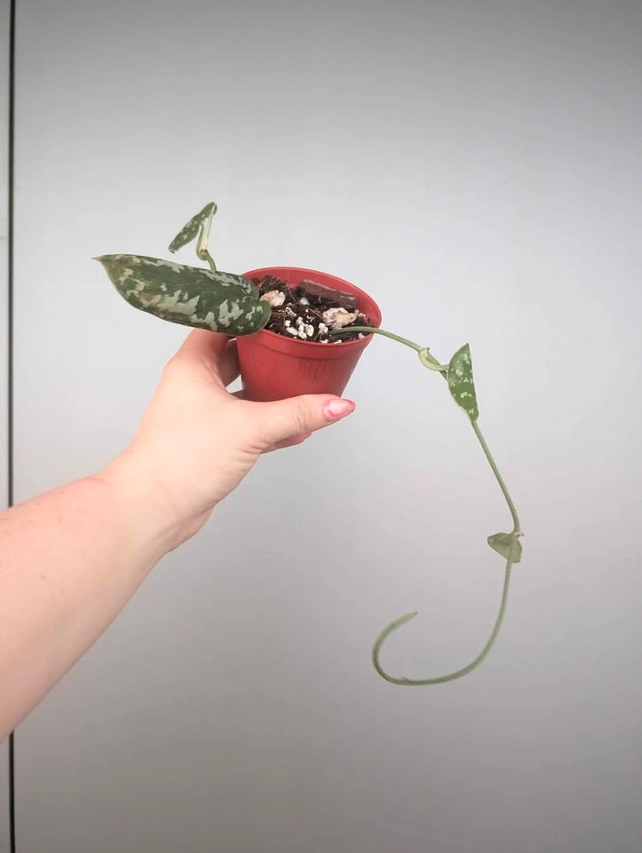 $5 plant purge - photo 3