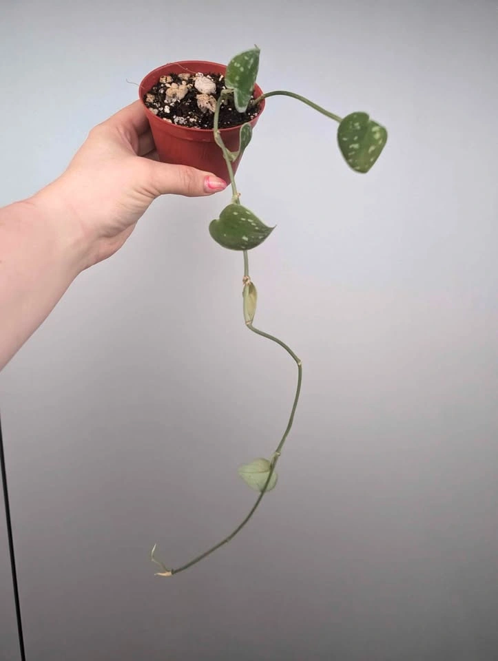$5 plant purge - photo 4