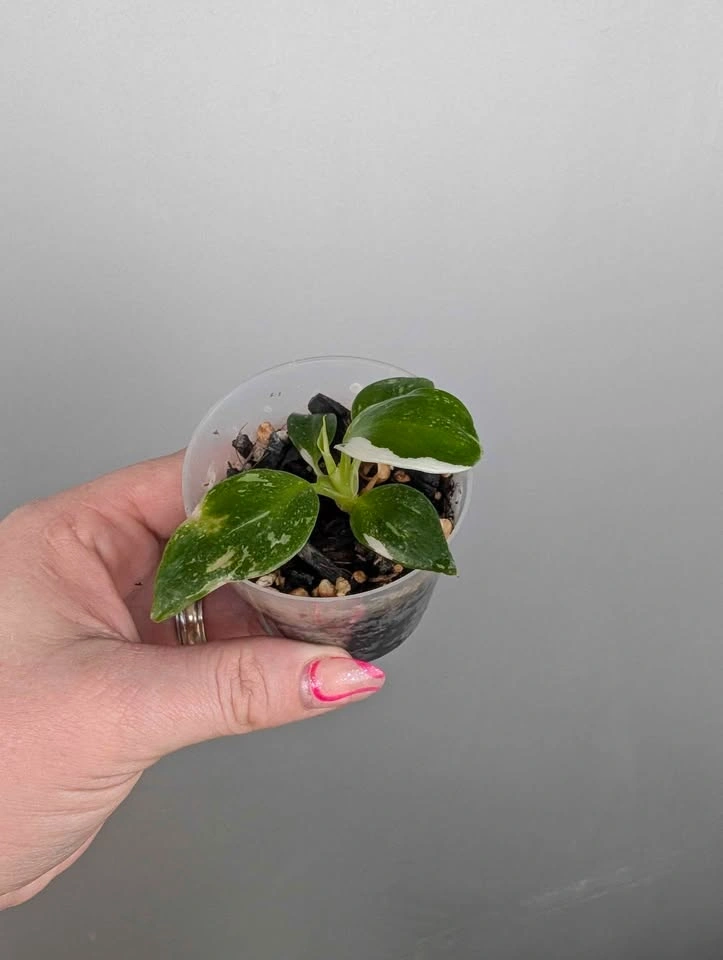 $5 plant purge - photo 5