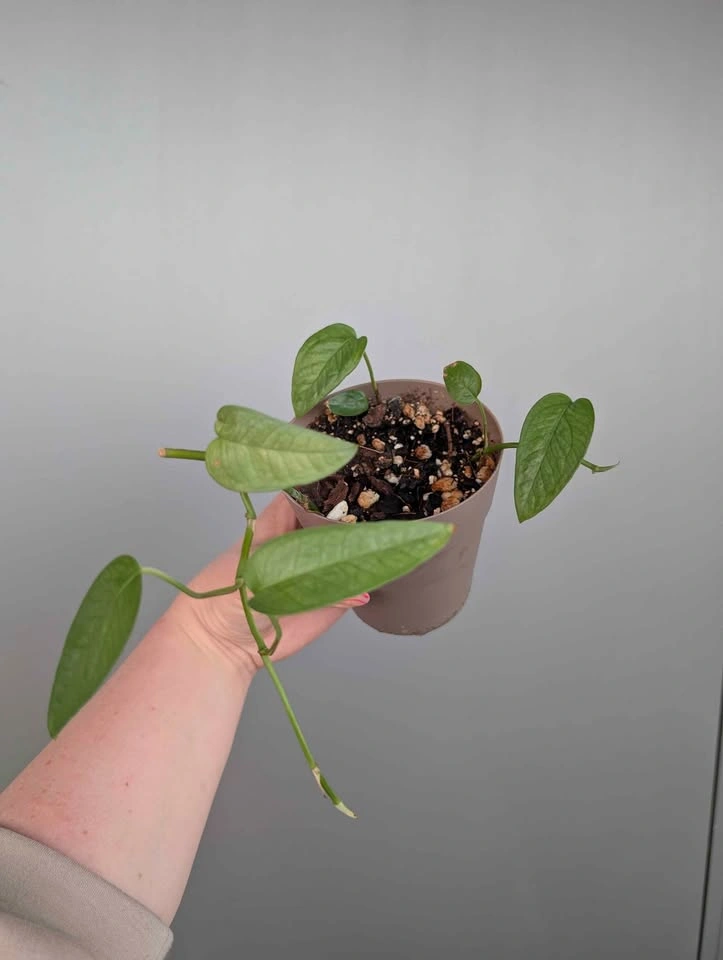 $5 plant purge - photo 2