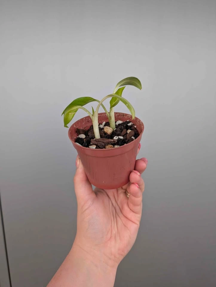 $5 plant purge - photo 3