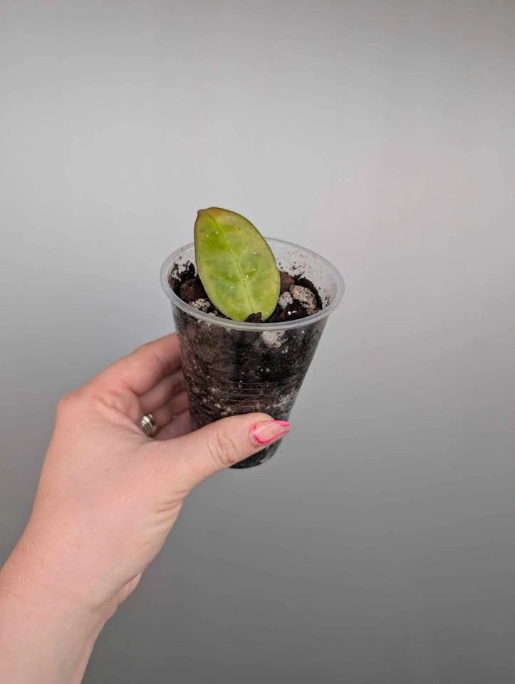 $5 plant purge - photo 4