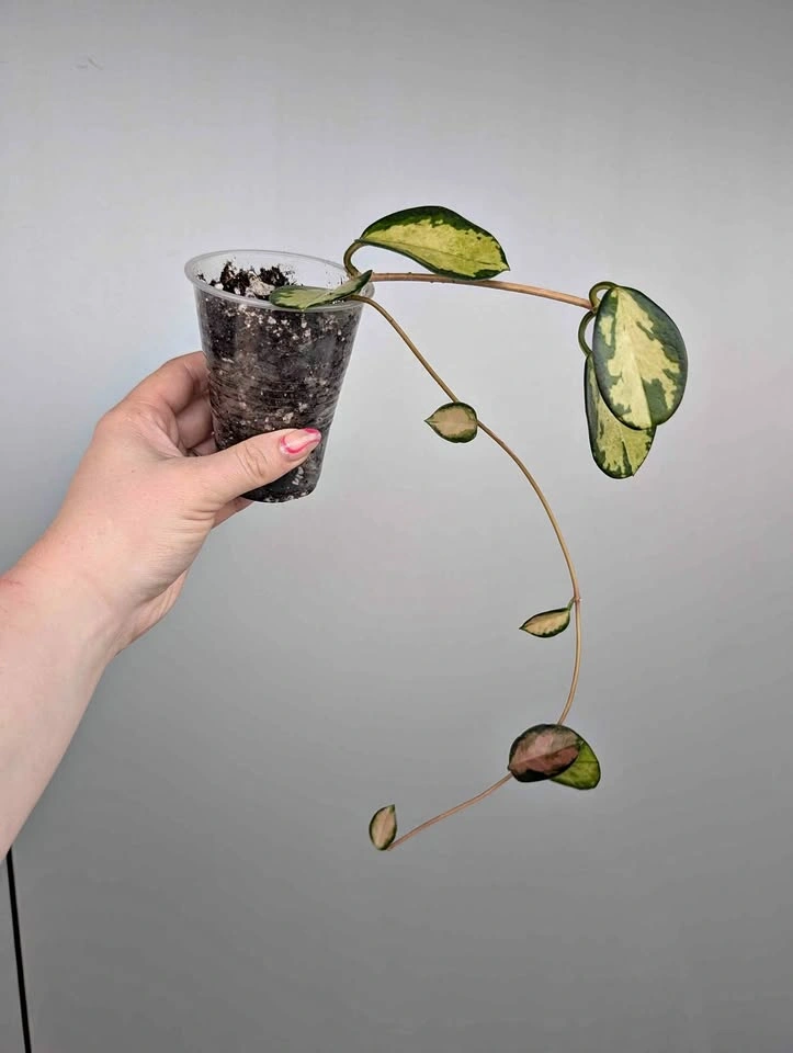 $6 plant purge