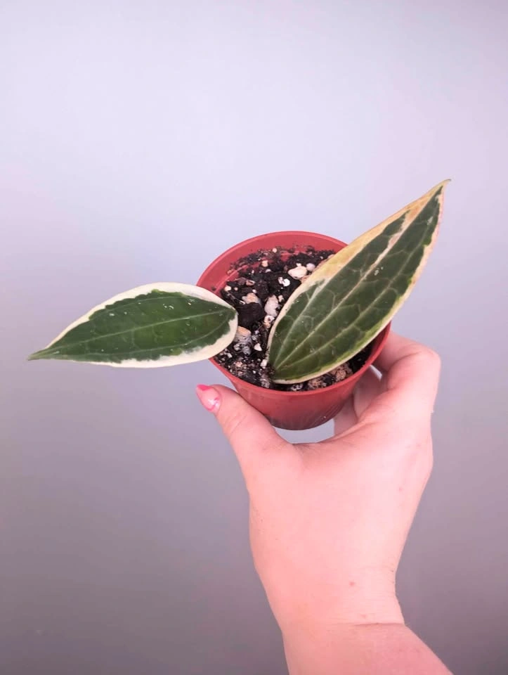 $6 plant purge - photo 4
