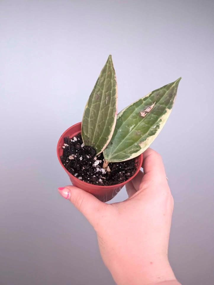 $6 plant purge - photo 5