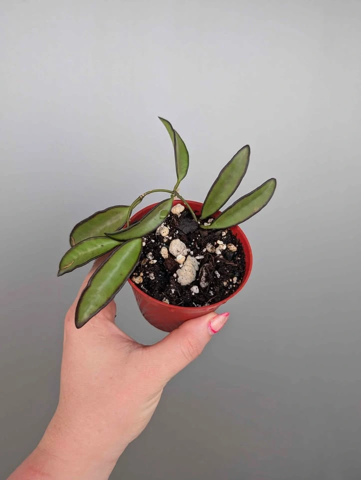 $6 plant purge - photo 5