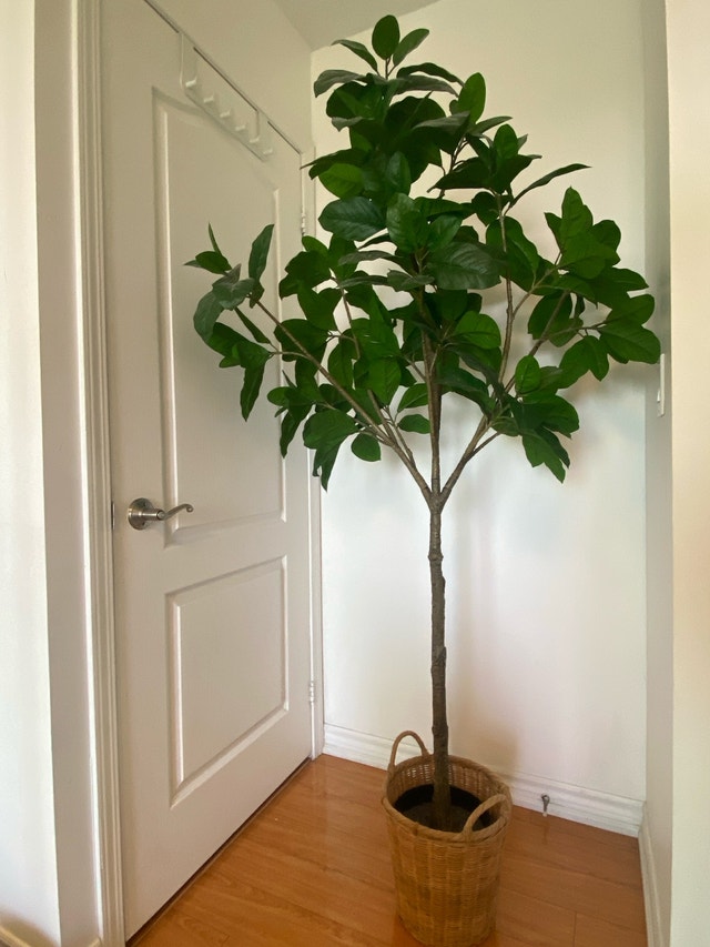 Artificial Ficus Tree