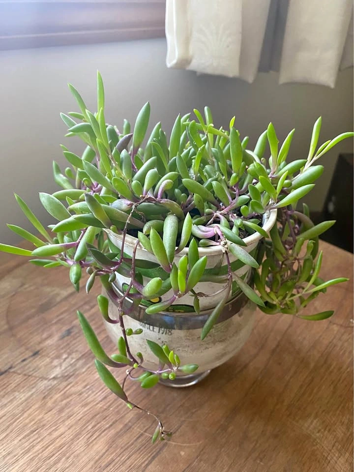 Ruby necklace in 5” pot