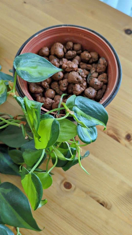 Philodendron brasil - photo 2