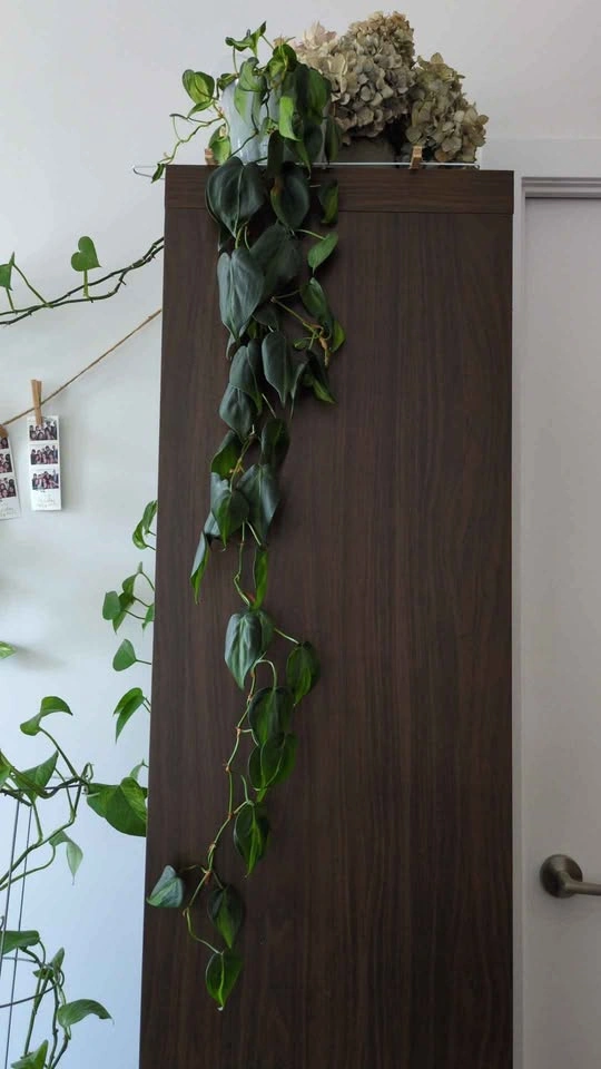 Philodendron brasil - photo 3