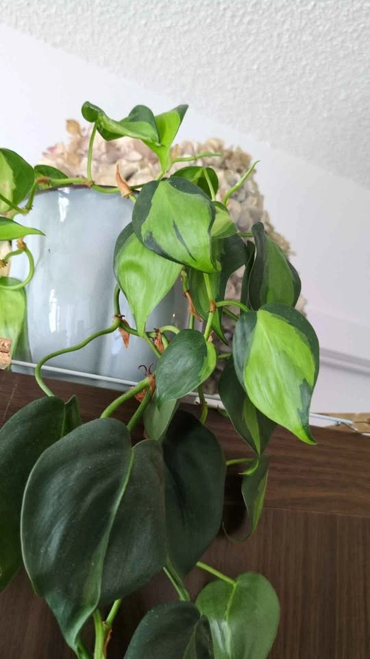 Philodendron brasil