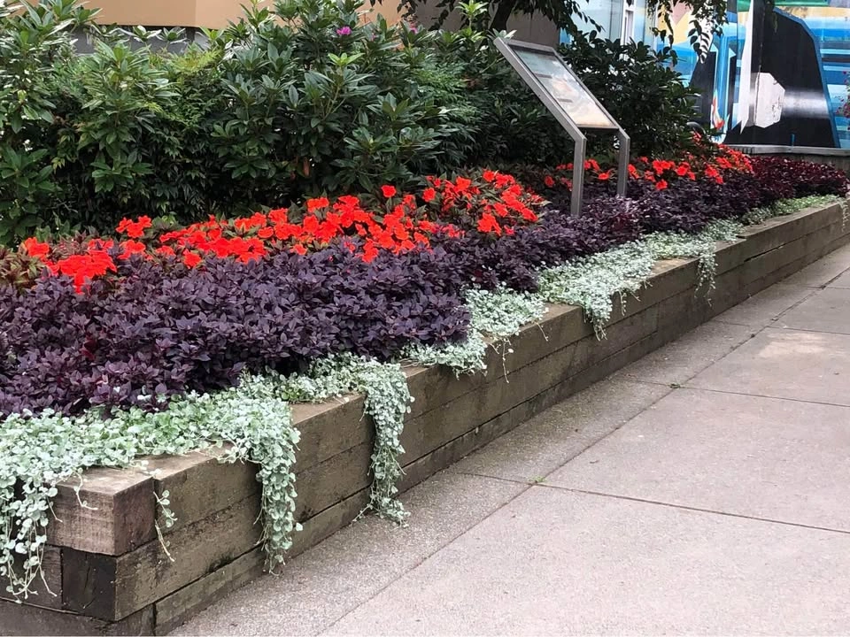 Seasonal Display Plantings - photo 3