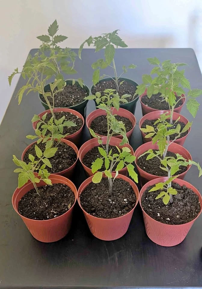 Roma Tomato Younglings