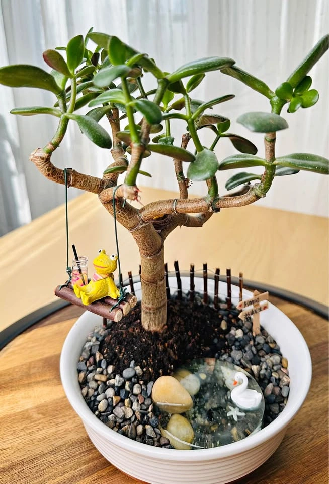 Jade Plant Bonsai with Miniature Garden Decor