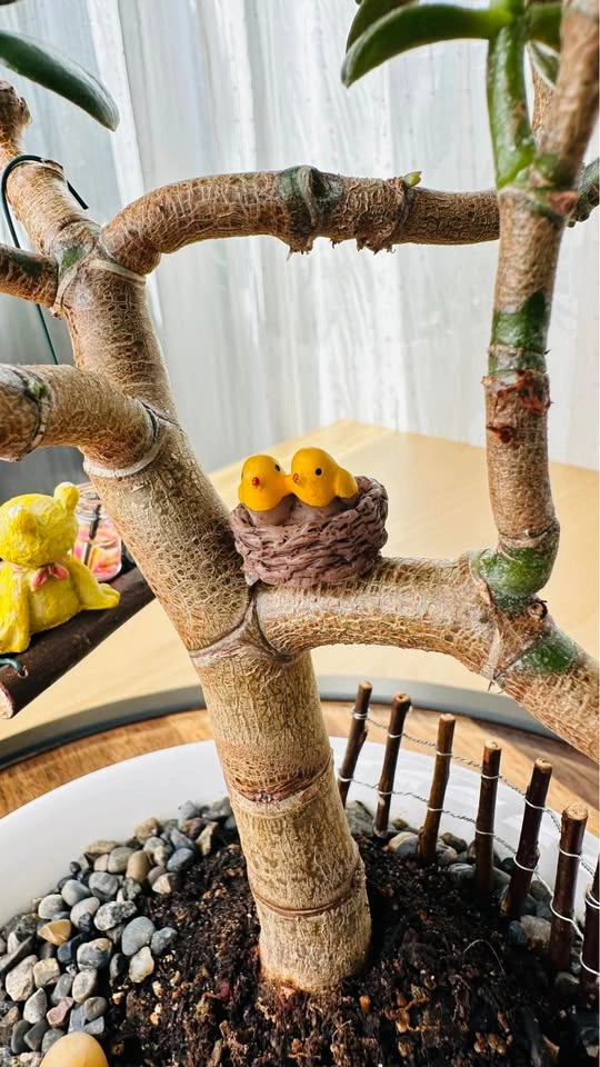 Jade Plant Bonsai with Miniature Garden Decor - photo 3