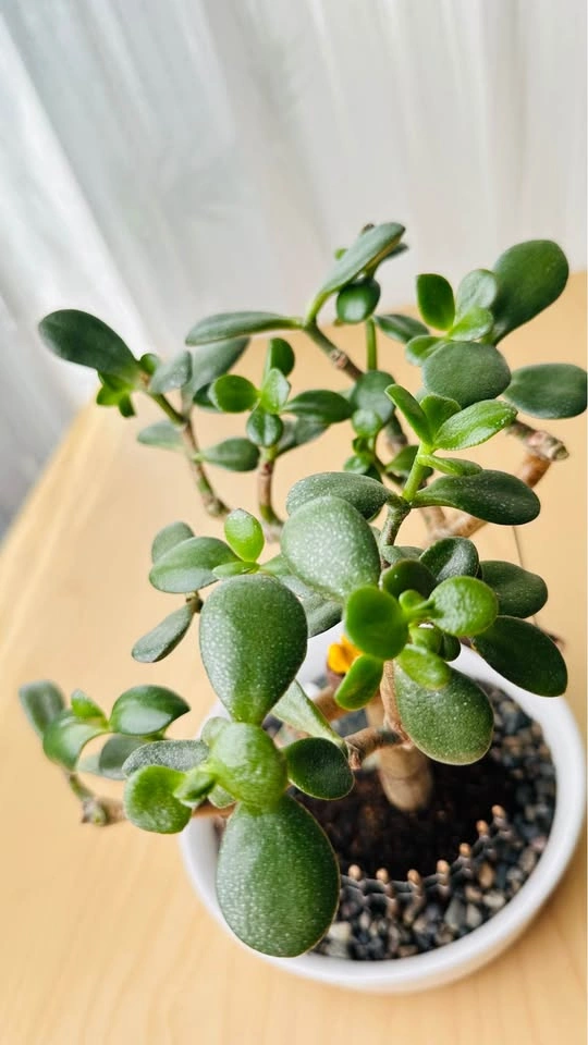 Jade Plant Bonsai with Miniature Garden Decor - photo 5