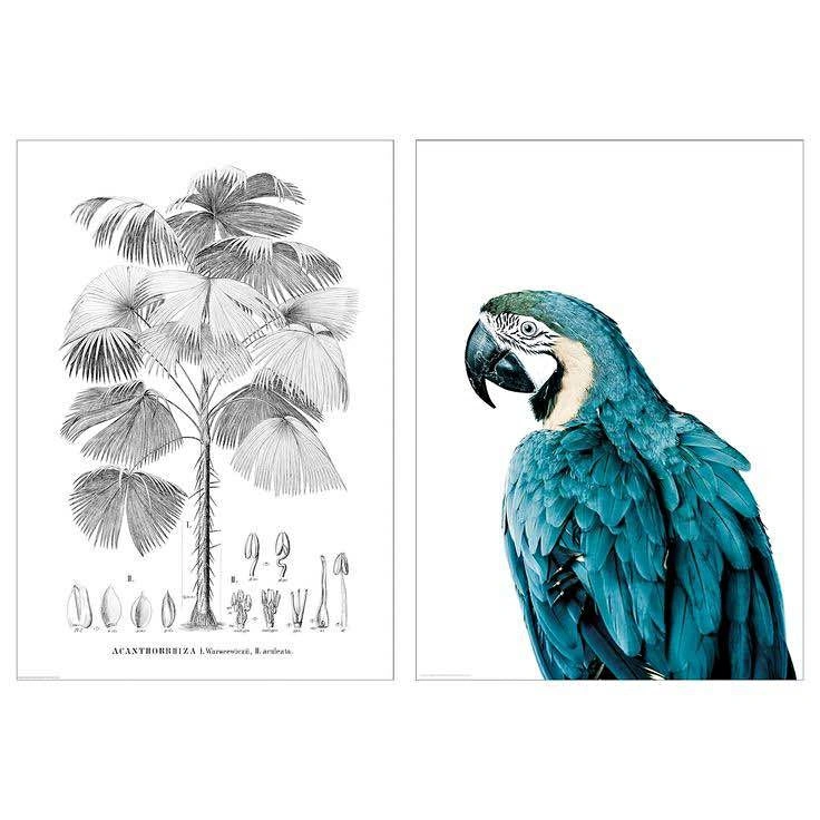 IKEA sealed posters 50 x 70cm, parrot and palm tree