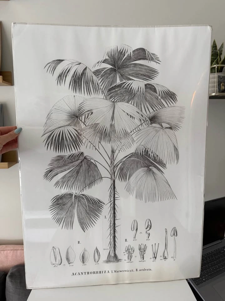 IKEA sealed posters 50 x 70cm, parrot and palm tree - photo 3