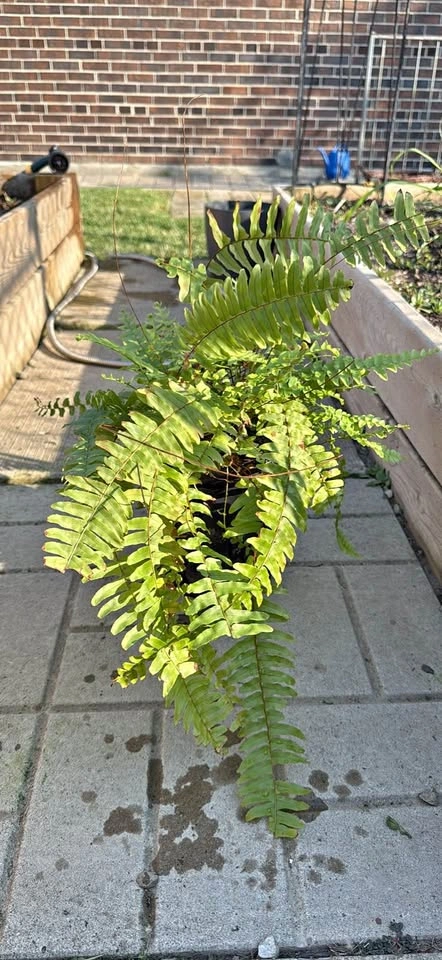 Boston Fern in Nursery Pot