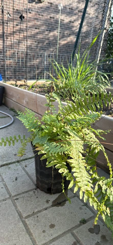 Boston Fern in Nursery Pot - photo 2