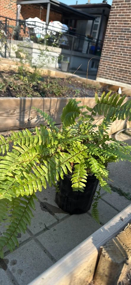 Boston Fern in Nursery Pot - photo 3