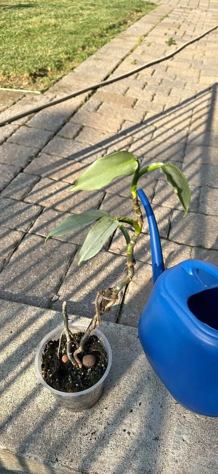 Philodendron Silver Sword