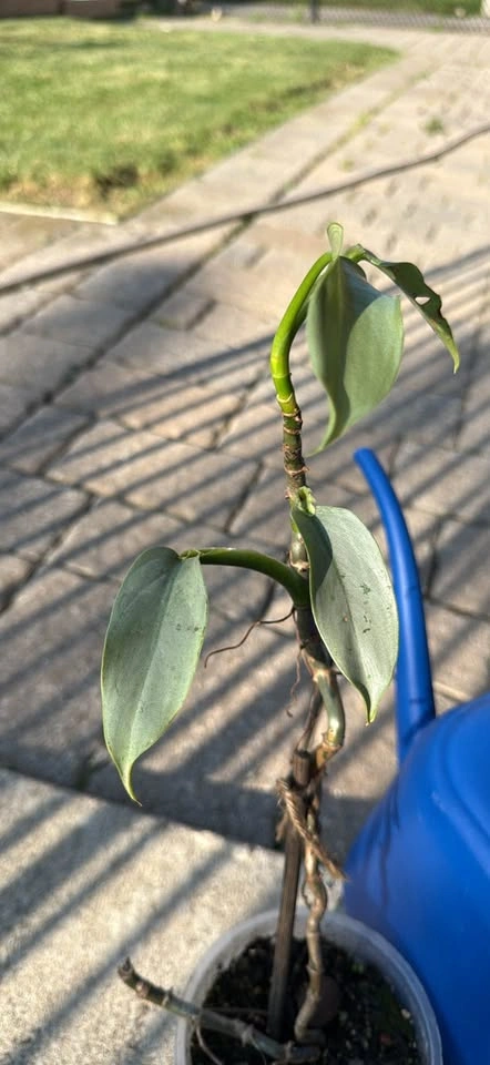 Philodendron Silver Sword - photo 2