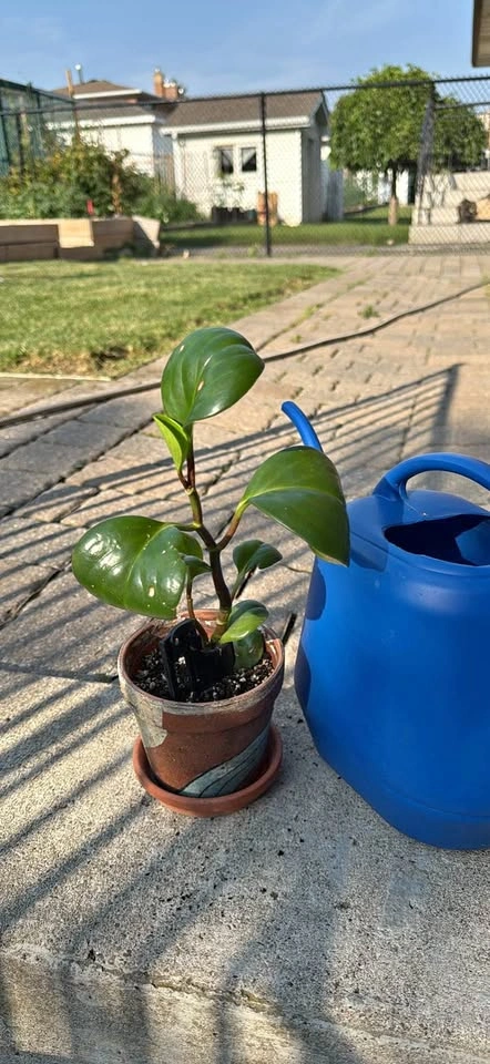 Peperomia Obtusifolia Baby Rubber Plant - indoor plant