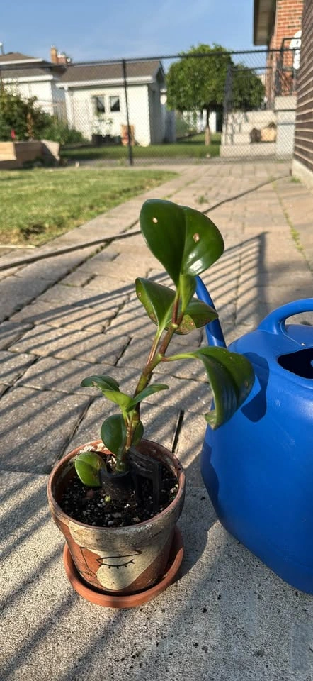 Peperomia Obtusifolia Baby Rubber Plant - indoor plant - photo 2