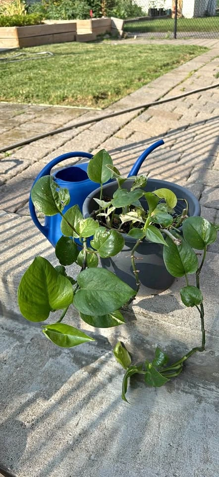 Pothos mixed Houseplant
