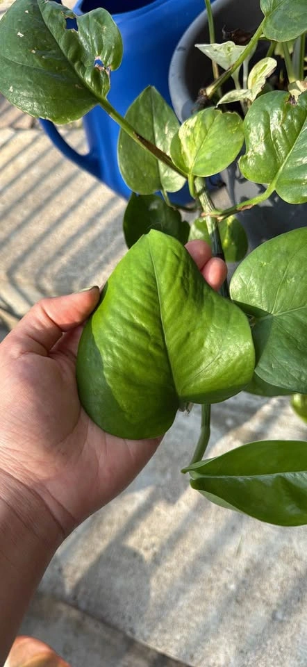 Pothos mixed Houseplant - photo 2
