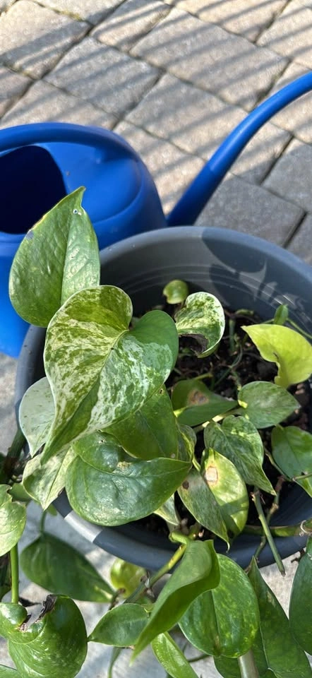 Pothos mixed Houseplant - photo 3