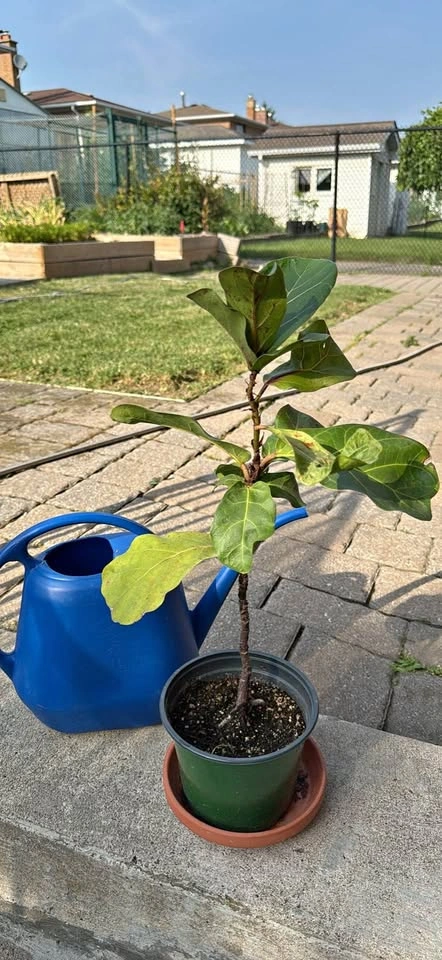 Fiddle Leaf Fig Plant
