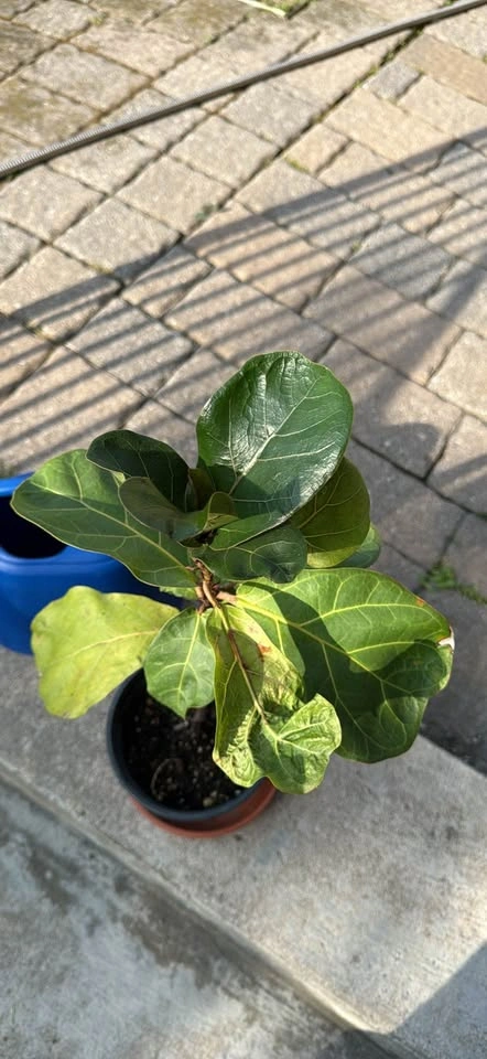 Fiddle Leaf Fig Plant - photo 2