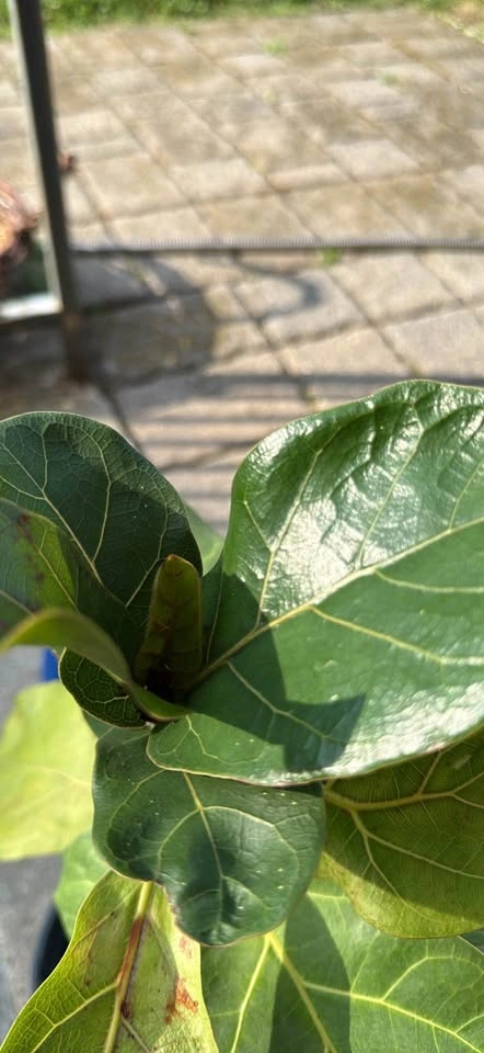 Fiddle Leaf Fig Plant - photo 3