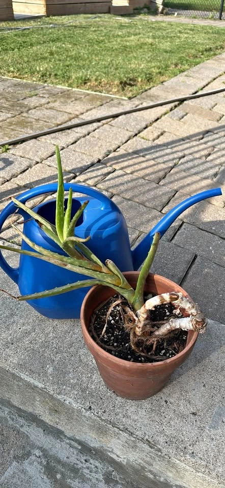 Aloe Vera Plant in Terracotta Pot