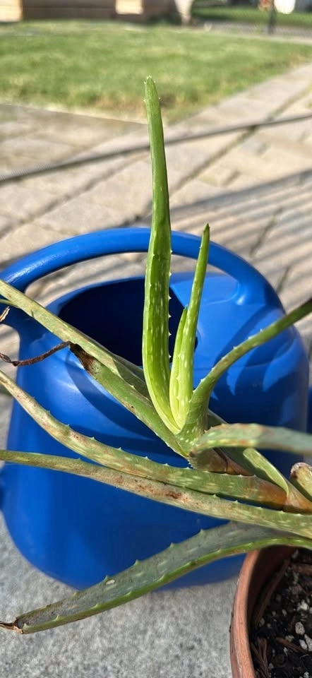 Aloe Vera Plant in Terracotta Pot - photo 2