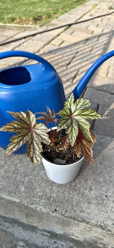 Begonia Gryphon Houseplant