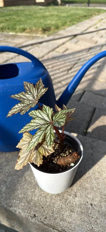 Begonia Gryphon Houseplant - photo 2