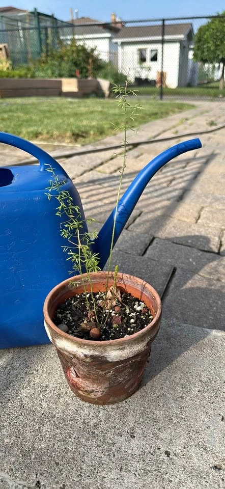 Asparagus Fern in Terracotta Pot - indoor plant