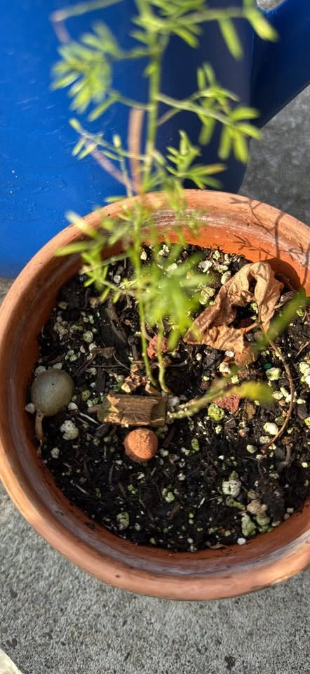 Asparagus Fern in Terracotta Pot - indoor plant - photo 2