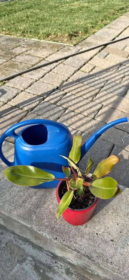 Philodendron Prince of Orange Houseplant